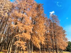 -上海共青森林公园