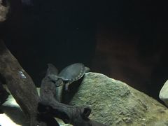 -悉尼海洋生物水族馆