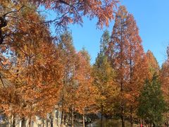 -白水寺森林公园