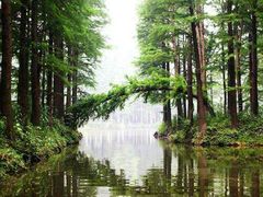 -铁山坪森林公园