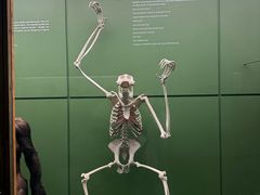 -美国自然历史博物馆