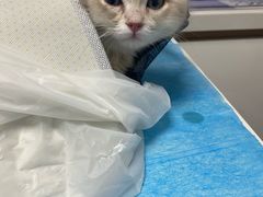-达爱动物医院·犬猫分区·CT·复杂眼科(远洋山水分院)
