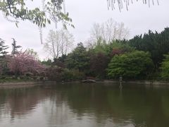 -嘉定紫藤园