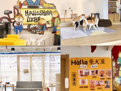 -南京Hallo宠物乐园·哈罗犬舍·柴犬繁育基地