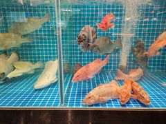 -肥福排档(星光店)