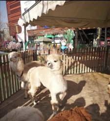 点击看大图 -萌宠亲子动物乐园(槐房万达店)