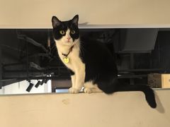 -原田新料理(1912店)