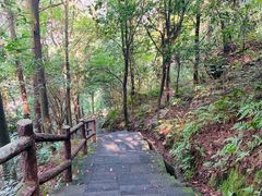 -铁山坪森林公园