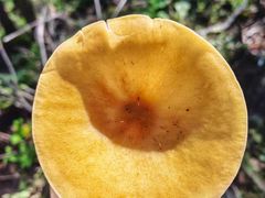 -老牌坊云南鱼豆花火锅(哈西万达店)