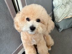 -FAELING PETS美天灵宠物(富力广场店)