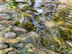 -成都市活水公园