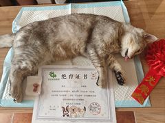 -玖佳宠物医院·泌尿·骨科·中老年病