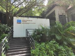 -银湖山郊野公园-相思林