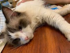 -猫色咖啡·猫咖