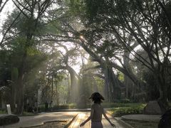 -瑞丽独树成林风景区