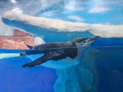 -海合安成都极地海洋公园