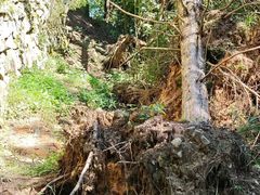 -天目山大树王景区