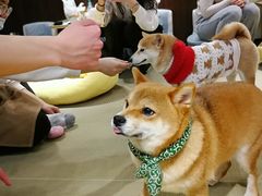 -逗柴咖啡屋·狗咖猫咖宠物桌游