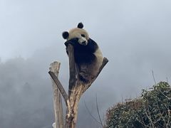 -卧龙中华大熊猫苑神树坪基地