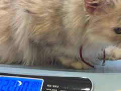 -阿荣24H宠物医院·综合型转诊中心·CT·核磁影像中心