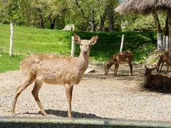 -北京野生动物园