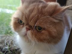 -关爱宠物医院·猫科中心·消化科(滨湖万达分院)