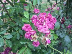 -紫荆广场·花漫里