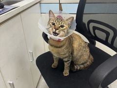 -中农国际动物医院24小时·猫科·骨科·急重症中心