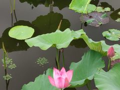-荷塘月色湿地公园·向阳花洲