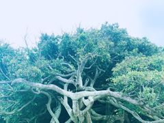 -鹅銮鼻公园