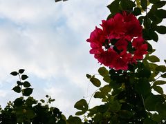 -深圳国际园林花卉博览园