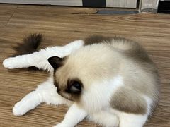 -钦宠·猫咪售卖·洗护·寄养(东圃旗舰店)