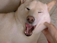 -宠颐生宠物医院·犬猫全科·皮肤科(商业街店)