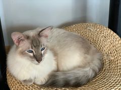 -Cappucimeow猫咪咖啡馆(韦伯时代店)