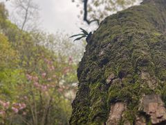 -杭州半山国家森林公园