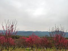 -天适樱花悠乐园