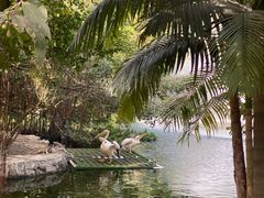 -深圳野生动物园