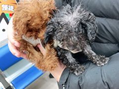 -美联众合动物医院(·中兽医·疑难杂症·严家桥分院)