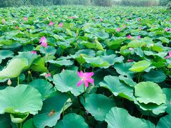 -洪湖生态旅游区