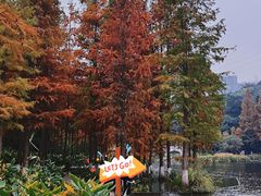 -重庆彩云湖湿地公园