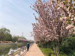 -大望京公园