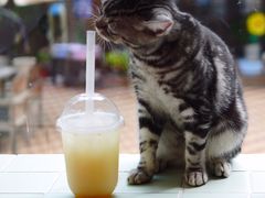 -有猫主题·治愈系猫咖(曾厝垵店)