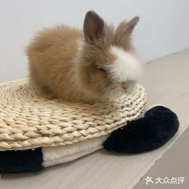 猫咖