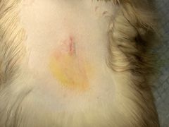 -创凡宠物医院·骨专科  猫科中心(西乡分院)