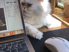-猫的茶·猫咖
