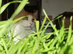 -皮特动物医院(24小时店)