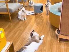 -滚猫咖啡·猫咖·猫友好撸猫(未来城店)
