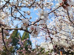 -桃花堤公园