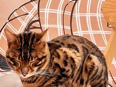 -Let's go狗咖·猫咖·奶狗·桌游(春熙路IFS店)