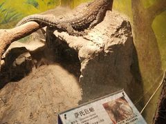 -上海大自然野生昆虫馆(东方明珠·爬宠昆虫探索中心)